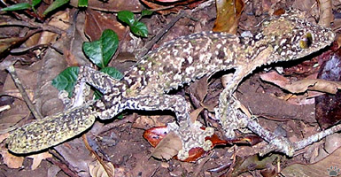 gecko