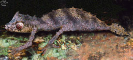 gecko