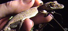 gecko