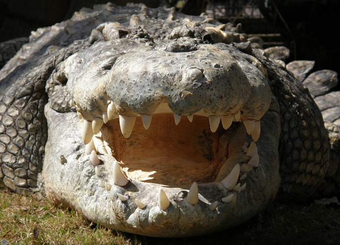 croc