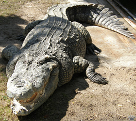croc