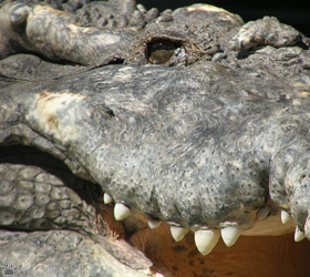 croc