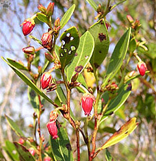 shrub