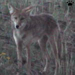 coyote