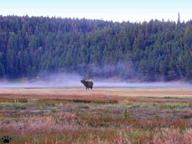 elk
