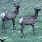 elk