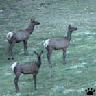 elk