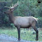 elk