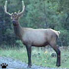 elk