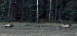 elk