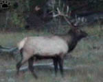 elk