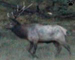 elk