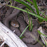 snake