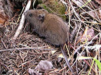 vole
