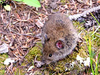 vole