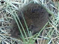 vole