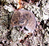 vole