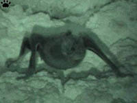 bat
