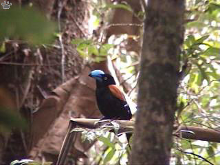 bird