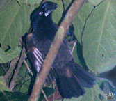 bird