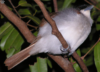 bird