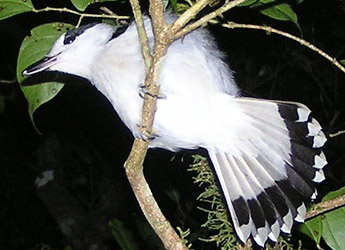 bird