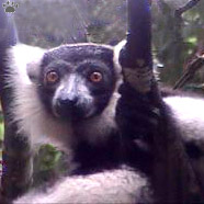 lemur