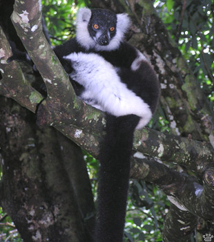 lemur