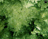 cave