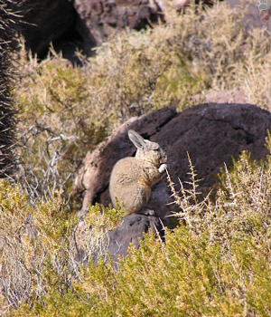 viscacha