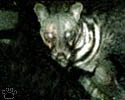 civet