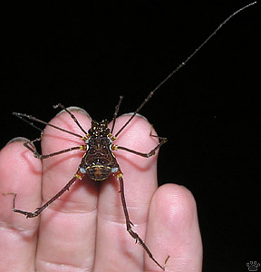 harvestman