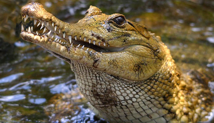 croc