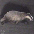 badger