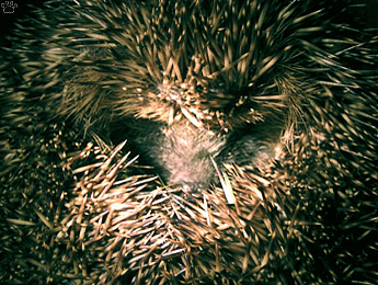 hedgehog