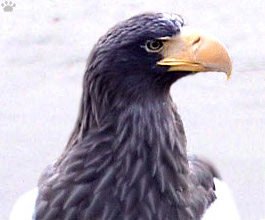 eagle