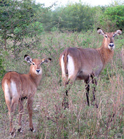 antelopes