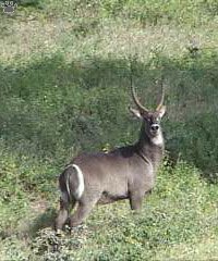 waterbuck