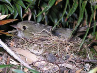 bird