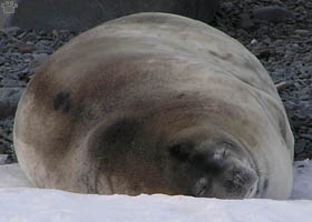 seal