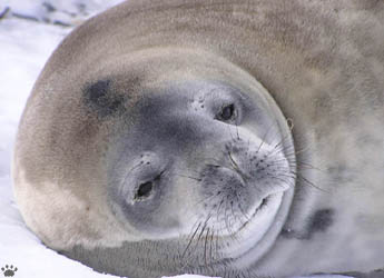 seal