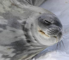 seal