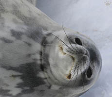 seal