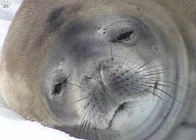 seal