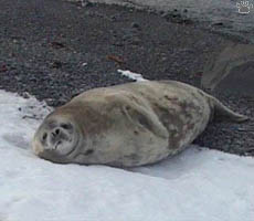 seal