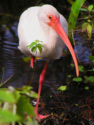 bird