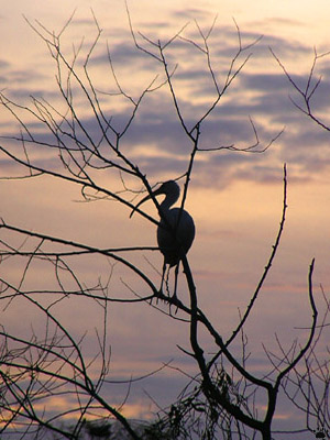 bird