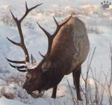 elk