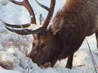 elk