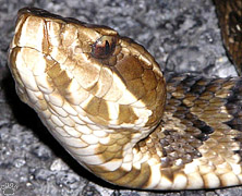 snake